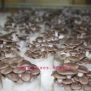 푸른행복농장 이미지