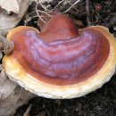 불로초교 이미지