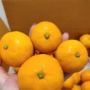 향노지 | 달디달고 맛있는귤 그린향 제주노지감귤 과즙 폭발