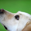 로얄 도그앤캣 메디컬센터 이미지