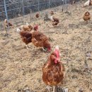 소수농장 이미지