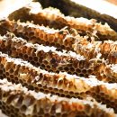 토봉 | 한국기행 설악 토봉꿀, 토종꿀 택배로 쉽게 주문하는 방법