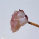 조타푸드 이미지