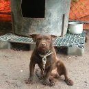 날으는돈까스 이미지