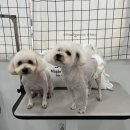 101 애견미용 | 양산애견미용 잘하는곳, 양산강아지미용 물금애견미용 동글하개 후기