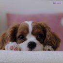 오션더포인트호텔 이미지