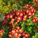 국화다방 이미지