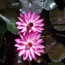 백제문화단지-부소산성-궁남지-정림사지-백제문화단지 | 부여 가볼만한곳[백제문화단지,궁남지,메밀꽃필무렵 막국수 후기]