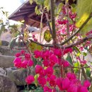 【참빗살나무판매】11월초 참빗살나무 가을 정원 이미지