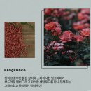 [샤크쥬르 오 드 퍼퓸 30ml-블루밍 로즈] 향수, 오드퍼퓸, 니치향수, 향수선물, 여자향수, 남자향수...