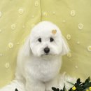 코트니룸 이미지