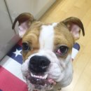 앨리스동물병원 이미지