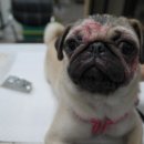 24시 웰니스 동물 의료센터 이미지