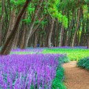 서천 장항송림산림욕장=걷는 내내 향기에 취했어요" 소나무숲 아래 만개한 무료 맥문동꽃길 이미지