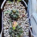 산고운펜션 이미지