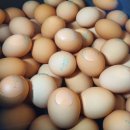 계란이왔어요 Daum카페