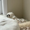 오차드식당 | [강아지 동반 식당/카페] 부산 기장 애견 동반 브런치 카페 추천! 오차드아워