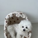 봉쥬르 밀크숑 이미지