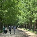 빛(꽃)의정원 이미지