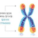에스테라파 이미지