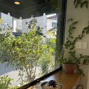 올리브가든 | 대전 카이스트 근처 어은동 카페 추천 올리브가든 내돈내산 후기