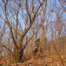 쌍령산 봉수대 | 금북정맥 5구간 라이딩후기(차령고개 - 곡두재 - 각흘고개)