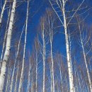 원대리 자작나무숲 이미지