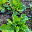 정촌한의원 | 감사일기665