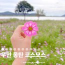 진환경 | 무안코스모스 축제는 끝났지만 여전히 아름다운 전남 가을꽃 명소