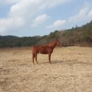 천일제일사료 이미지