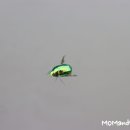 슈가밤