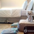 본애견미용실 이미지