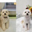 사랑해똥깡아지 이미지