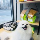 그루머웅 이미지