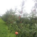 선홍농장 이미지