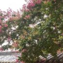 자애의원 이미지