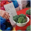 broccoli 이미지