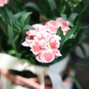 파크 블러썸 이미지