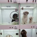 성심칼라 이미지