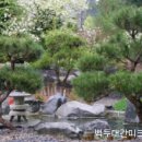 춘양목