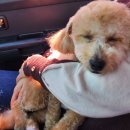 헤이라딘 이미지