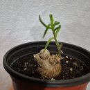 수원-0943 이미지