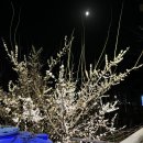 목련현대세탁소 | [3월 압축요약] 지금 보니 기운이 넘쳐났다
