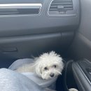 투독플레이스 | 가평 애견동반펜션, 투독플레이스 다녀온 후기