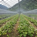 후계자 농장 이미지