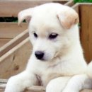 덥석