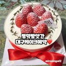 빵앗간 | 대구 케이크 예약 추천 명덕빵앗간 딸기 케이크 솔직 후기