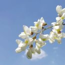 아카시아 이미지