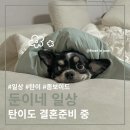 댕댕미용실 / 도그마캣 | [일상] 탄이와 함께하는 결혼 준비 &amp; 좀보이드 일상