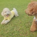 제주네 애견유치원 이미지